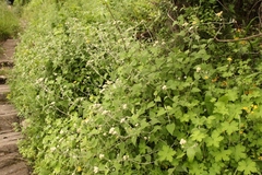 Helichrysum hypoleucum