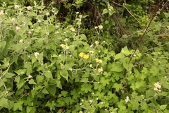 Helichrysum hypoleucum