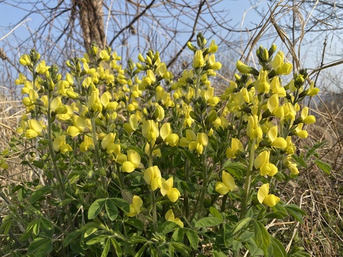 Thermopsis chinensis iNat (1)
