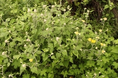 Helichrysum hypoleucum