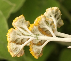 Helichrysum hypoleucum