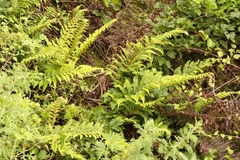 Polystichum sinense