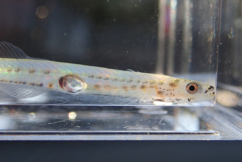 Ice goby (Leucopsarion petersii) — Gobiidae — 4