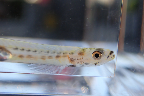 Ice goby (Leucopsarion petersii) — Gobiidae — 3