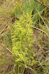 Cheilanthes quadripinnata