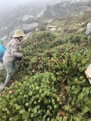 Protea venusta