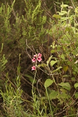 Diascia integerrima