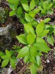 Maytenus magellanica