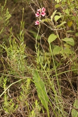 Diascia integerrima