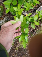 Maytenus magellanica