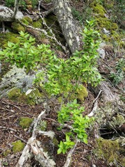 Maytenus magellanica