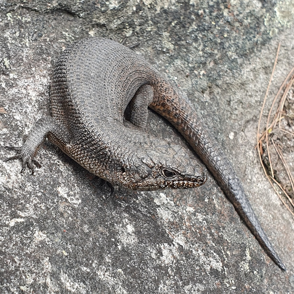 Black Crevice-Skink
