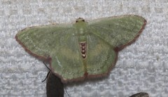 Metallochlora lineata