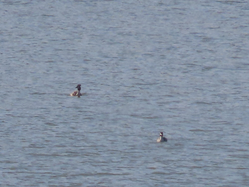 Great Crested Grebe