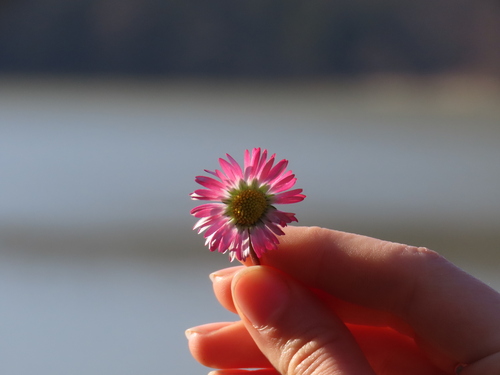 Lawn daisy