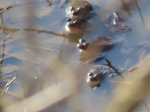 European Common Frog