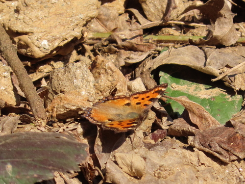 Large Tortoiseshell