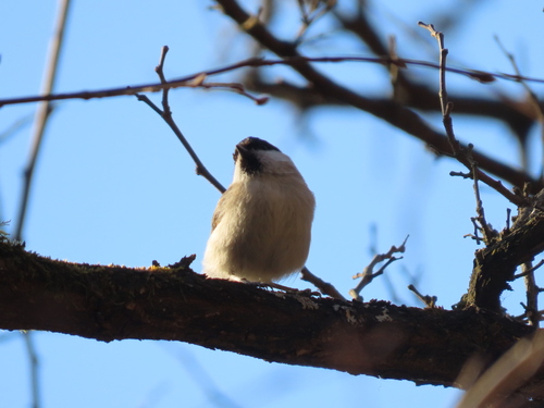 Marsh Tit