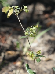 Sphedamnocarpus pruriens pruriens
