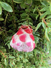 Protea venusta