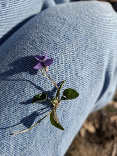 White violet (Viola alba)