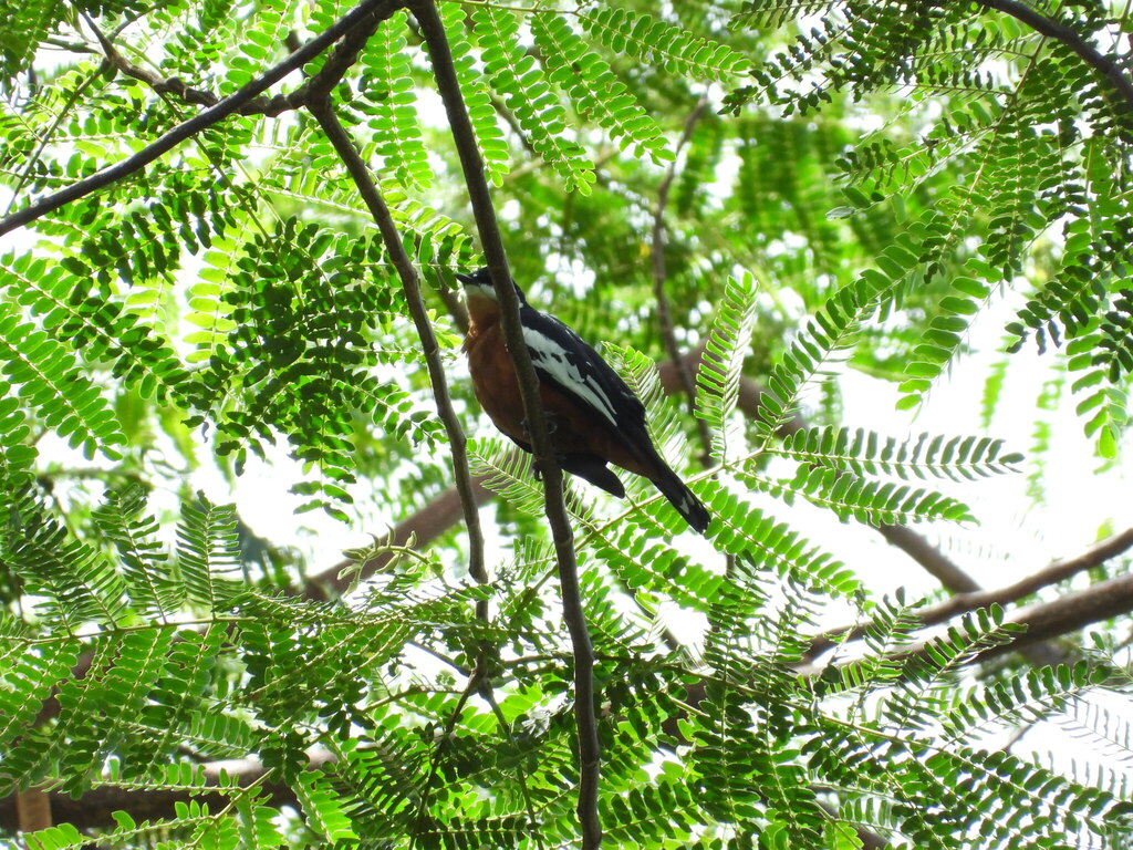 Rufous-bellied Triller (Lalage aurea)