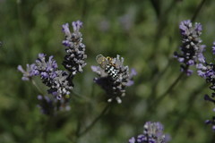 Zyzzyx chilensis