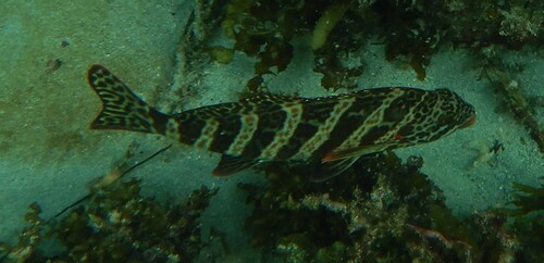 Redlip morwong (Cheilodactylus rubrolabiatus) — Cheilodactylidae — 3