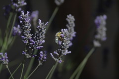 Zyzzyx chilensis