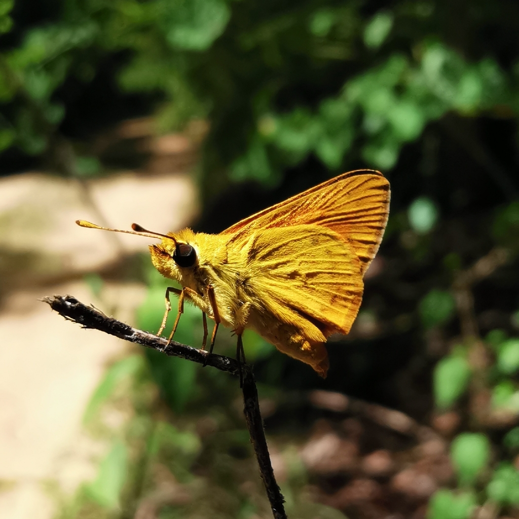 Common Fulda