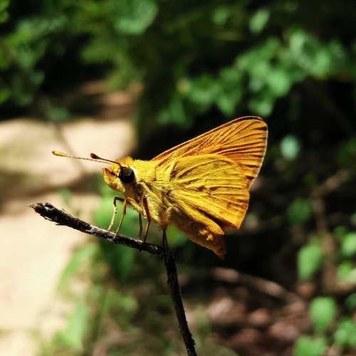 Common Fulda