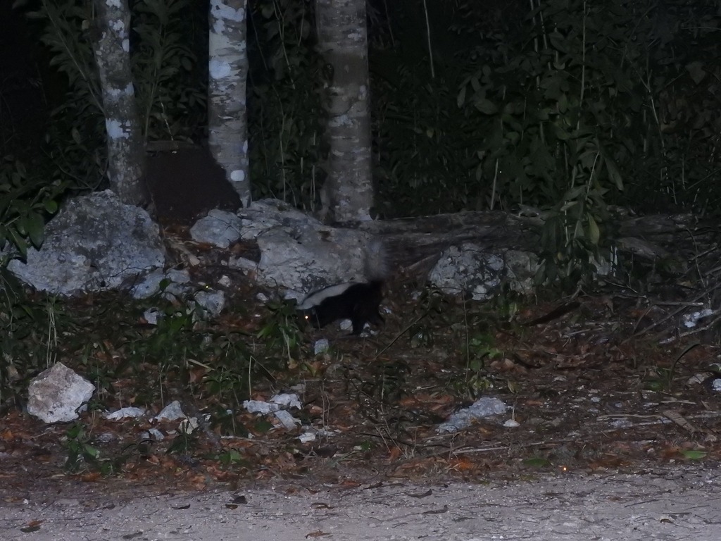 Striped Hog-nosed Skunk