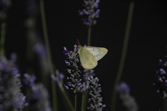 Colias vauthierii