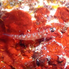 Black-Spotted Pygmy-Goby photo 2