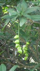 Barringtonia racemosa