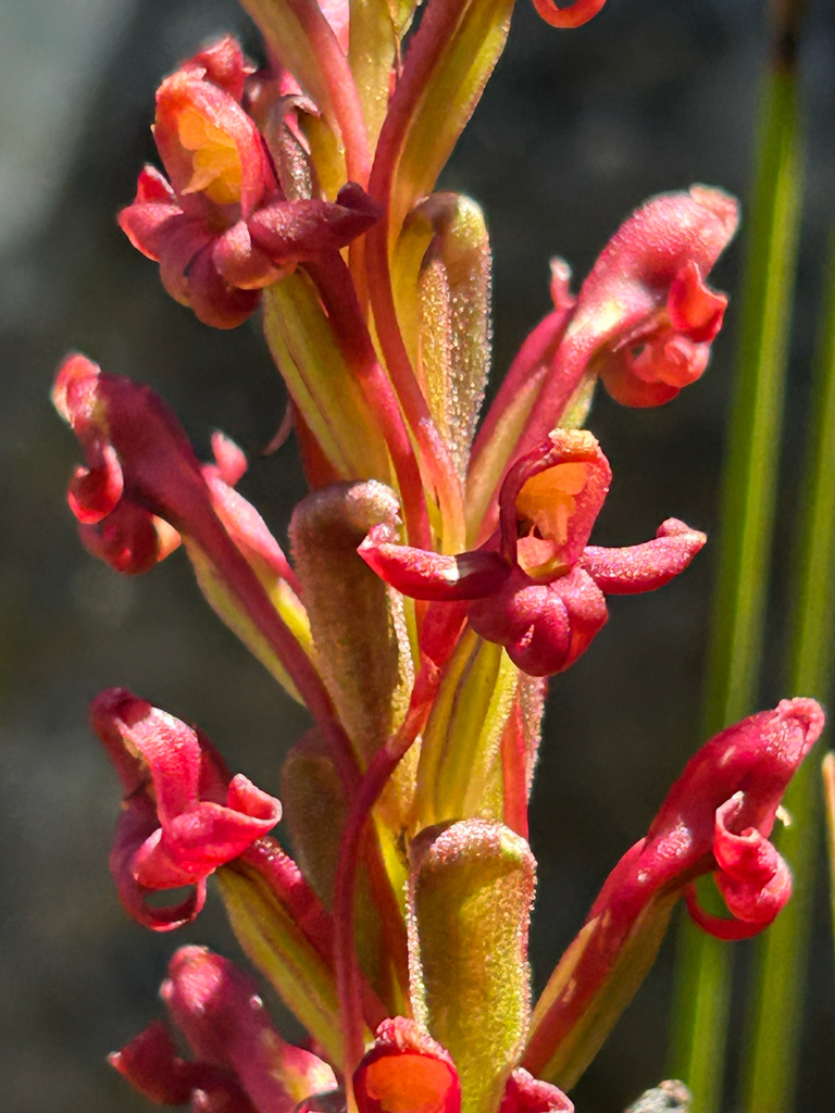 Satyrium foliosum