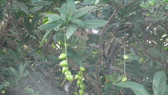 Barringtonia racemosa