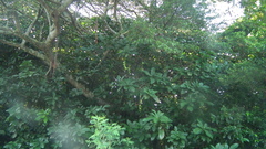 Barringtonia racemosa