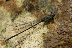 Nesobasis comosa