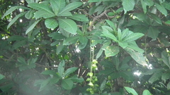 Barringtonia racemosa