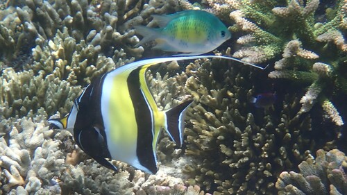 Moorish Idol (Zanclus cornutus)