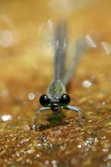 Nesobasis comosa