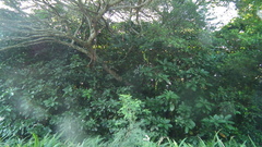 Barringtonia racemosa