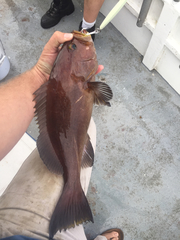 Mycteroperca interstitialis