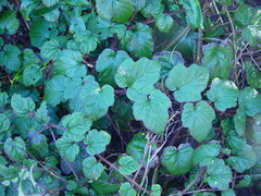 Rubus tricolor