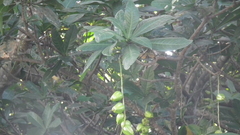 Barringtonia racemosa