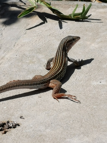 Yucatán Whiptail