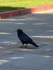 Corvus corax