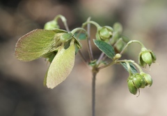 Sphedamnocarpus pruriens pruriens