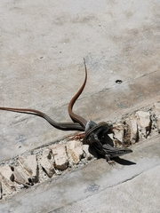 Aspidoscelis angusticeps